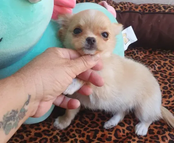 Chihuahua Creme Macho - Pequeno, Leal e Adorável!