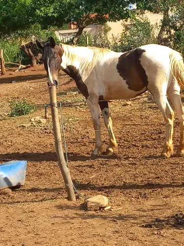 Vendo egua campolina