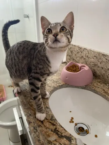 Gata procura um lar