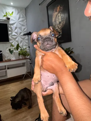 Filhote de bulldog francês 