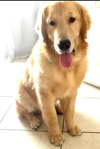 Golden Retriever fêmea