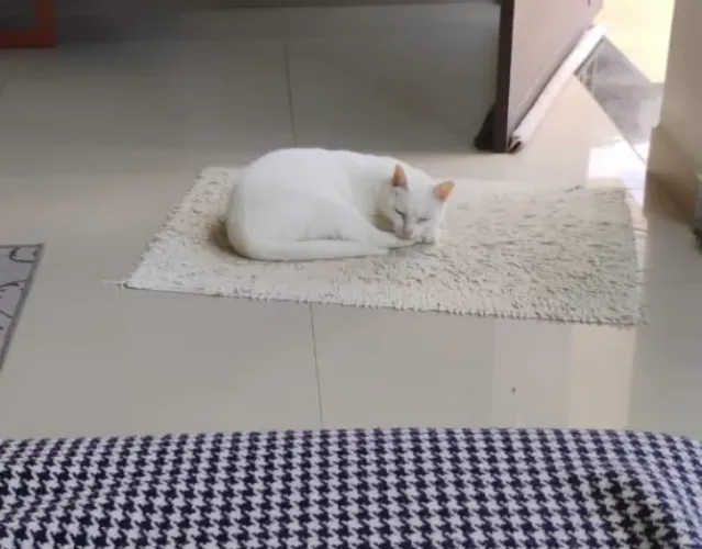Procura- se um local para um(a) gato(a)