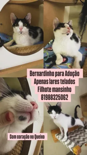 Adoção de gatos