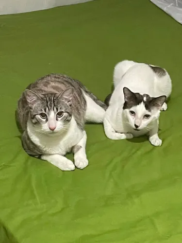 Gatos machos castrados