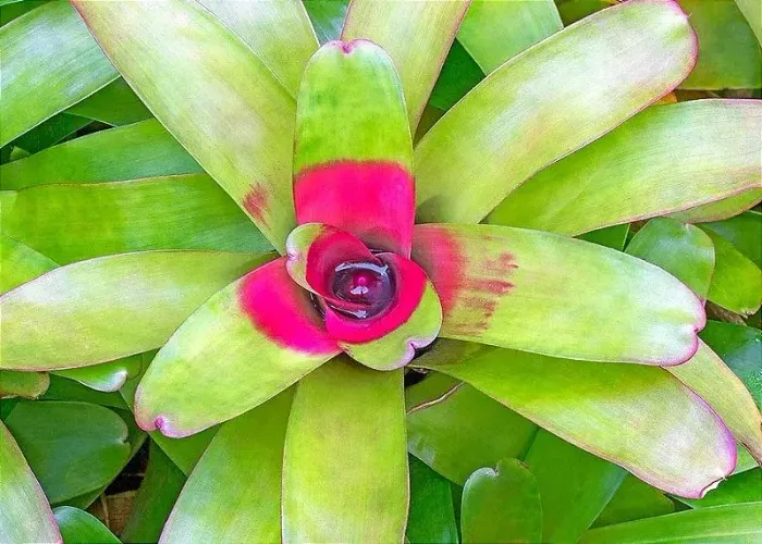 Bromelia neoregelia vandarm