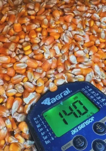 Milho em Grãos Padrão Animal Safra 2025 e demais produtos agricolas