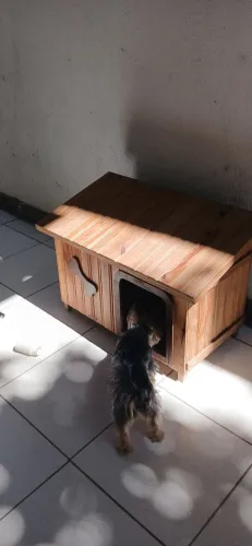 Casinha de cachorrinho