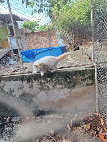 Filhote de gato