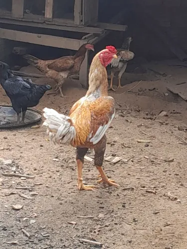 Vendo um Galo indio gigante