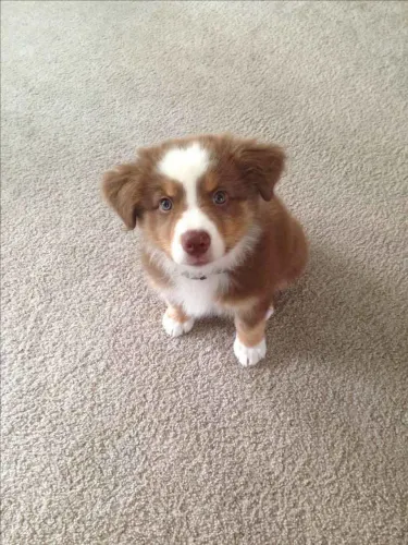 Filhote border collie, Quem disse que felicidade não pode ser abraçada?