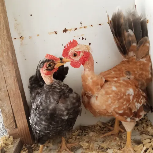Casal de Mini galinhos 