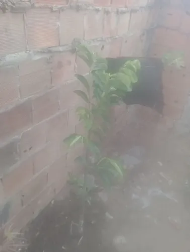 Vendo umas mudas de pé de frutas 