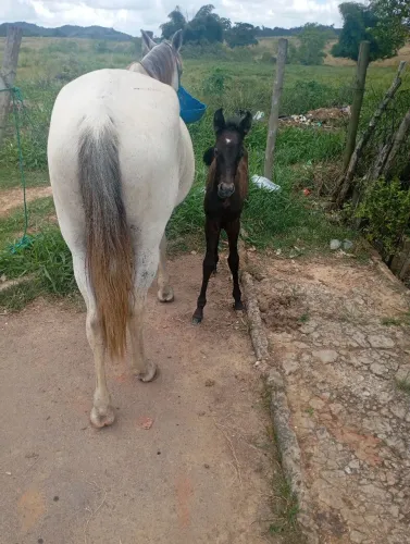 Vende - se égua mestiça de mangalarga, oh faço bolo em animal quarto de milha, 