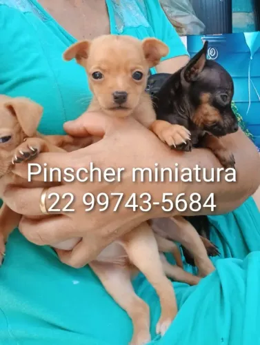 Pinscher macho mini