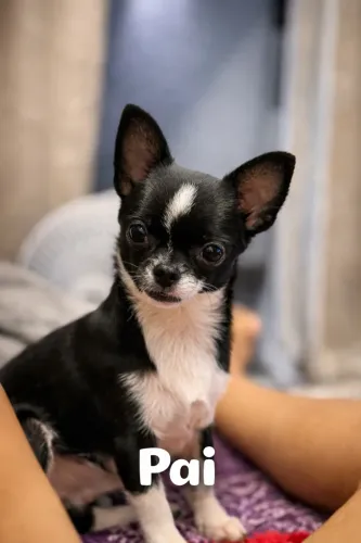 Cachorro Chihuahua 3.500$