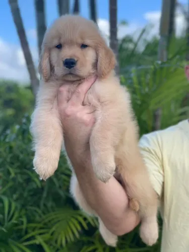 FILHOTES DE GOLDEN RETRIEVER COM PEDIGREE