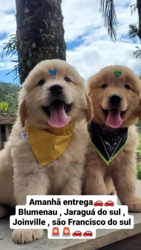 Golden Retriever com Pedigree e Microchip