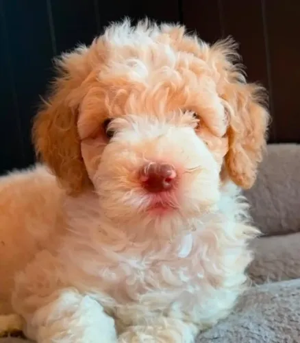 Filhotes de Poodle - Disponíveis para Quem Busca um Novo Melhor Amigo