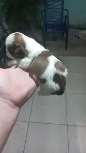FILHOTES DE SHIH-TZU PRA RESERVA 