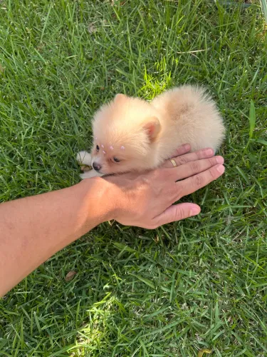 (= Lulu da Pomerania anão com vacina importada