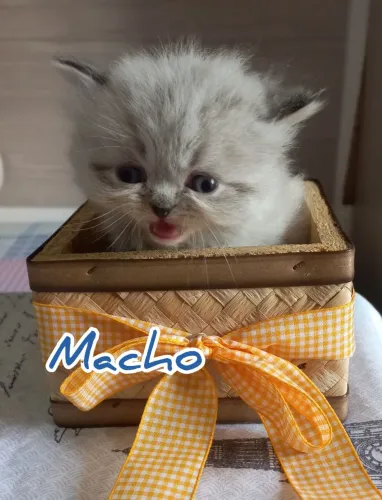 Filhotes Gatos Persas 