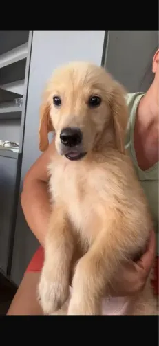 Cachorro 