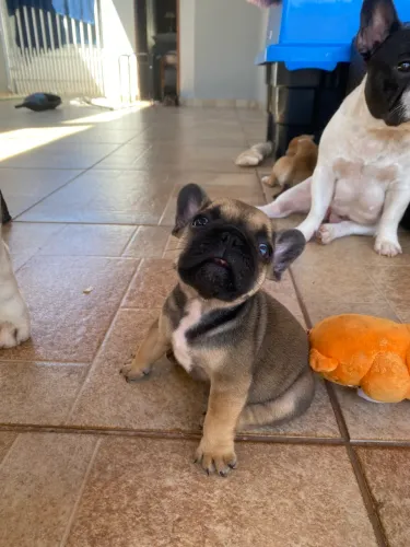 Bulldog francês 