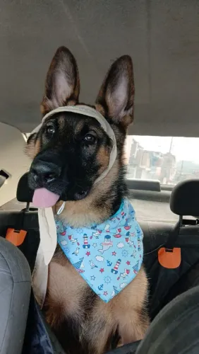 Pastor Alemão Nero 7 meses