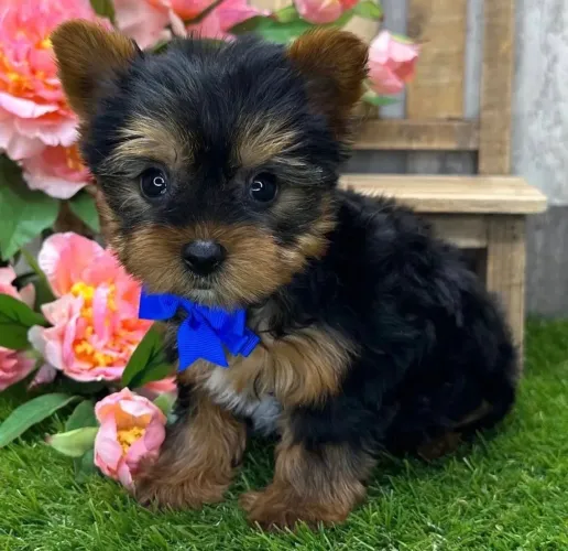 Yorkshire Terrier Filhote - Lindíssimo