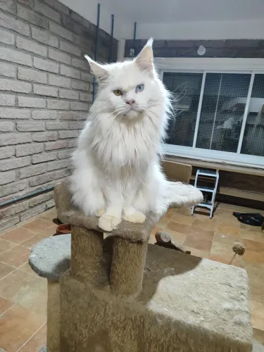 Gatos Maine Coons, o gigante gentil.