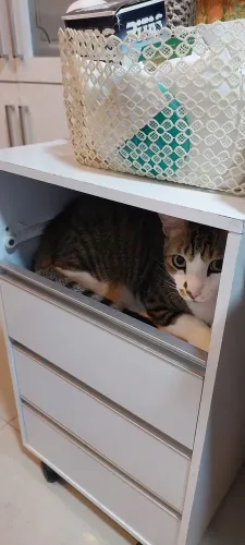 Akiles, um gato muito engraçado