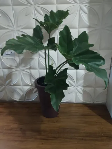 Vendo plantas ornamentais
