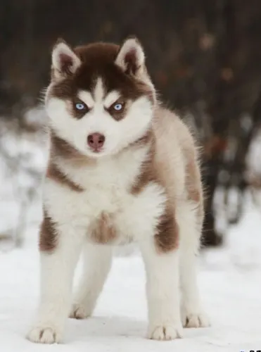 Filhotes Husky Siberiano com pelagem densa e muita saude