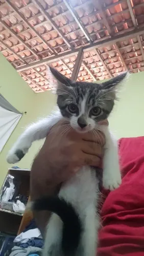 Filhote gato para adoção 
