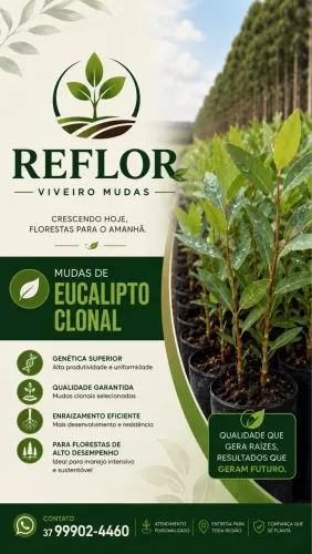 Mudas eucalipto 