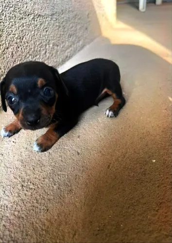 Lindo pinscher macho