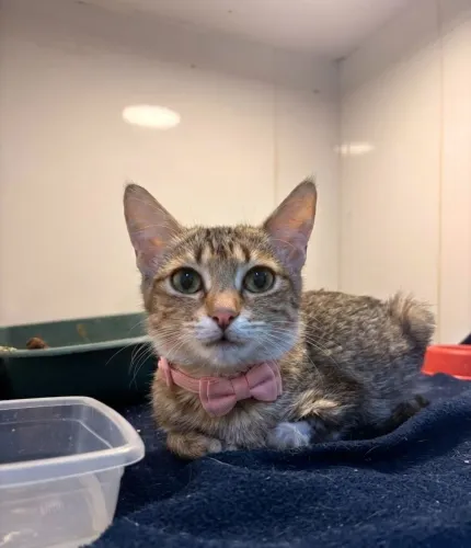 Gatinha doação, felv positivo 