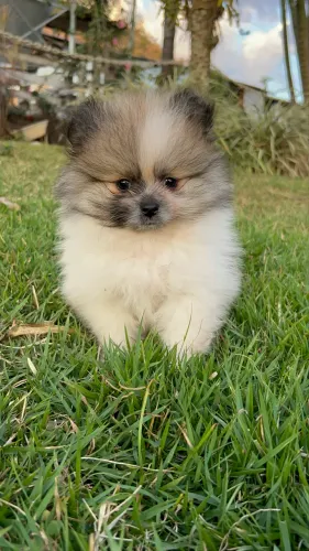 Vende-se filhote de Lulu da Pomerania