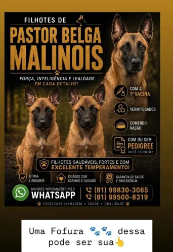 Vende-se Filhotes Pastor Belga Malinois