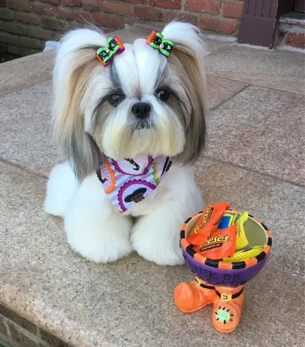 Filhotes De ShihTzu - Ser Recebido Com Lambida E Pulinhos 
