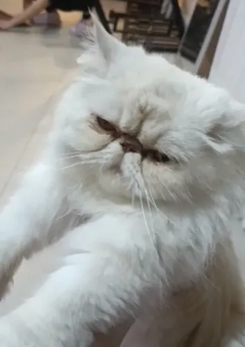 gata persa adulta