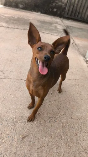 Pinscher miniatura