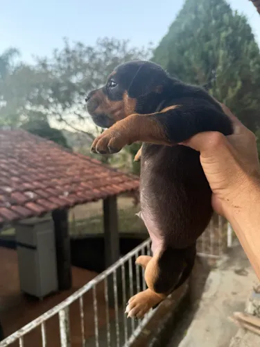 Doação de cachorro 