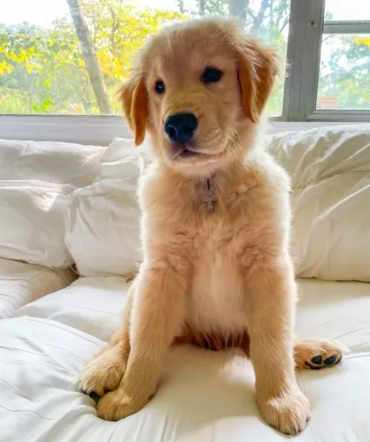 Golden Uma carinha que já diz tudo
