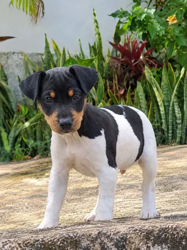 Filhote de Fox paulistinha
