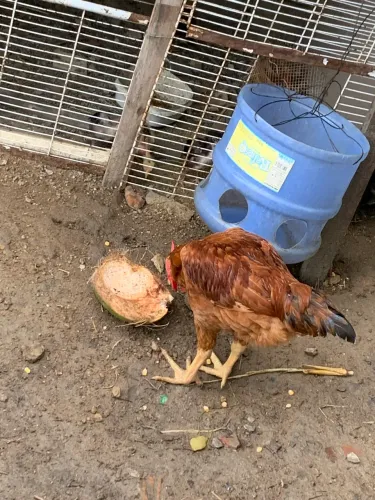 Frango lodilam galinha 