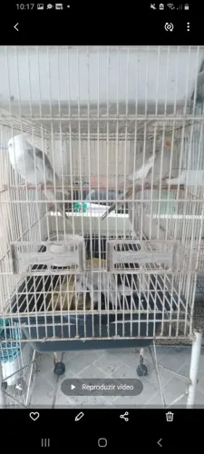 Gaiolas criação de crista