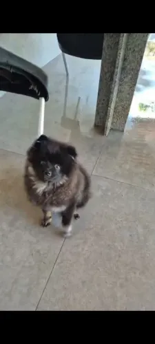 Lulu da Pomerânia 