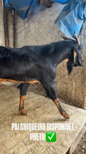 BODES PAI CHIQUEIRO 