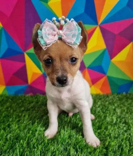 Pinscher Muito Fofa